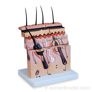 Modèle d&#39;anatomie de section de peau